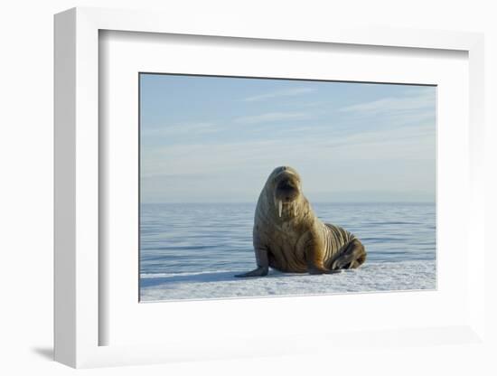 Greenland Sea, Norway, Spitsbergen. Walrus Rests on Summer Sea Ice-Steve Kazlowski-Framed Photographic Print