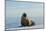 Greenland Sea, Norway, Spitsbergen. Walrus Rests on Summer Sea Ice-Steve Kazlowski-Mounted Photographic Print