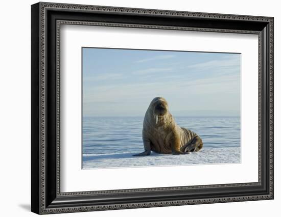 Greenland Sea, Norway, Spitsbergen. Walrus Rests on Summer Sea Ice-Steve Kazlowski-Framed Photographic Print