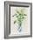 Greens in Vase II-Aria K-Framed Art Print