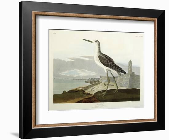 Greenshank, View of the St, 1835-John James Audubon-Framed Giclee Print