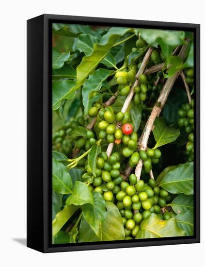 Greenwell Kona Coffee Farm, Big Island, Hawaii, USA-Inger Hogstrom-Framed Premier Image Canvas