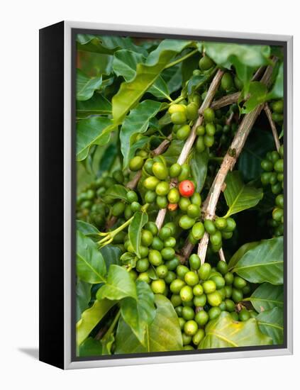 Greenwell Kona Coffee Farm, Big Island, Hawaii, USA-Inger Hogstrom-Framed Premier Image Canvas