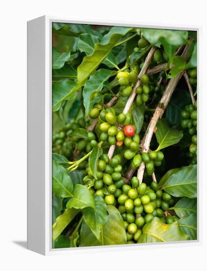 Greenwell Kona Coffee Farm, Big Island, Hawaii, USA-Inger Hogstrom-Framed Premier Image Canvas