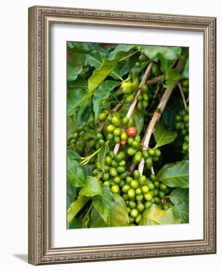 Greenwell Kona Coffee Farm, Big Island, Hawaii, USA-Inger Hogstrom-Framed Photographic Print