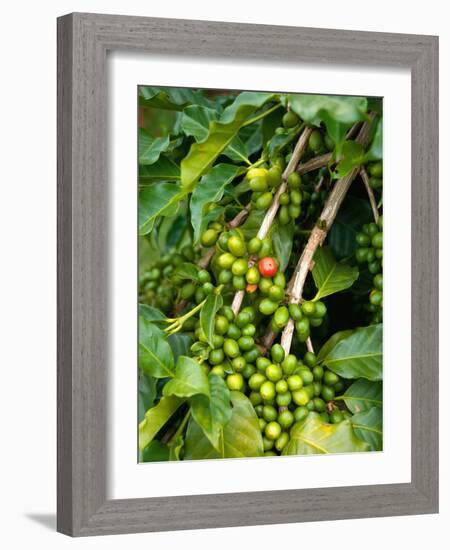 Greenwell Kona Coffee Farm, Big Island, Hawaii, USA-Inger Hogstrom-Framed Photographic Print