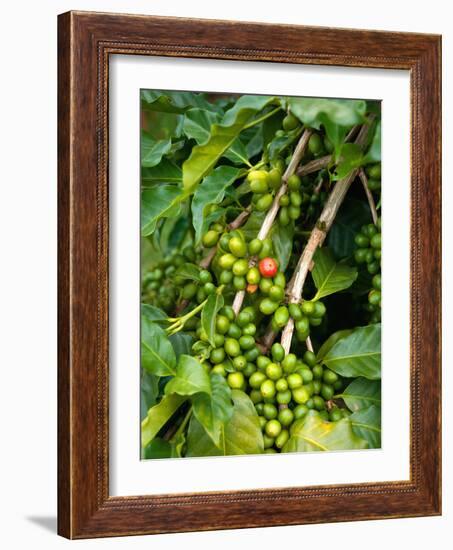 Greenwell Kona Coffee Farm, Big Island, Hawaii, USA-Inger Hogstrom-Framed Photographic Print