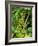 Greenwell Kona Coffee Farm, Big Island, Hawaii, USA-Inger Hogstrom-Framed Photographic Print