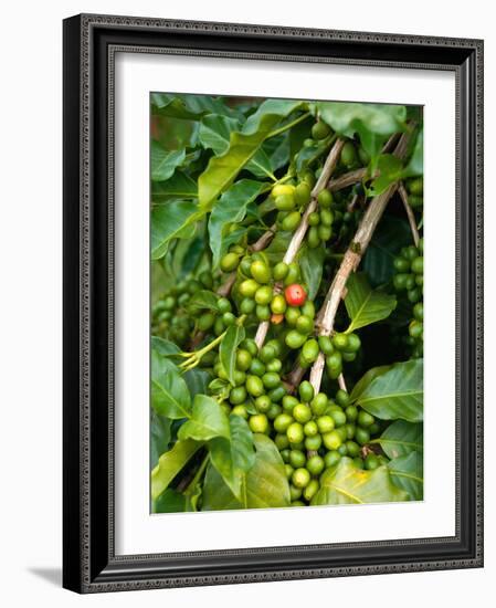 Greenwell Kona Coffee Farm, Big Island, Hawaii, USA-Inger Hogstrom-Framed Photographic Print