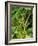 Greenwell Kona Coffee Farm, Big Island, Hawaii, USA-Inger Hogstrom-Framed Photographic Print