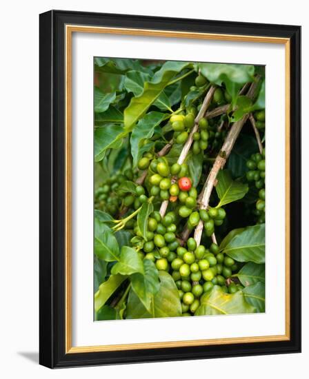 Greenwell Kona Coffee Farm, Big Island, Hawaii, USA-Inger Hogstrom-Framed Photographic Print