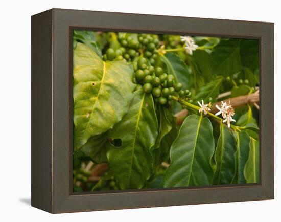 Greenwell Kona Coffee Farm, Big Island, Hawaii, USA-Inger Hogstrom-Framed Premier Image Canvas