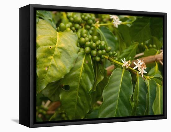 Greenwell Kona Coffee Farm, Big Island, Hawaii, USA-Inger Hogstrom-Framed Premier Image Canvas