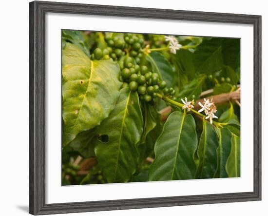 Greenwell Kona Coffee Farm, Big Island, Hawaii, USA-Inger Hogstrom-Framed Photographic Print