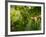 Greenwell Kona Coffee Farm, Big Island, Hawaii, USA-Inger Hogstrom-Framed Photographic Print