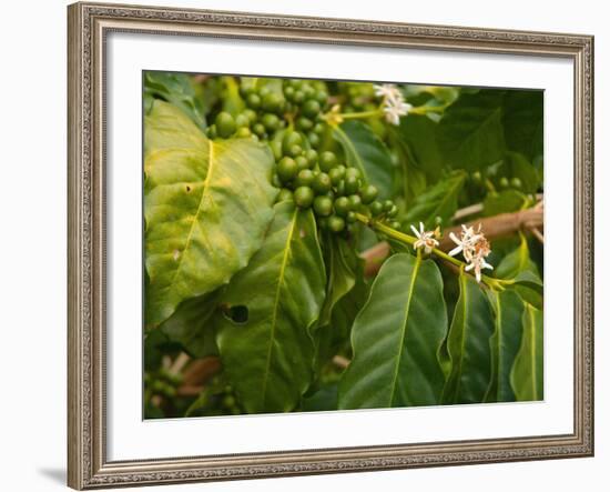 Greenwell Kona Coffee Farm, Big Island, Hawaii, USA-Inger Hogstrom-Framed Photographic Print