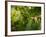 Greenwell Kona Coffee Farm, Big Island, Hawaii, USA-Inger Hogstrom-Framed Photographic Print