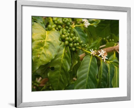 Greenwell Kona Coffee Farm, Big Island, Hawaii, USA-Inger Hogstrom-Framed Photographic Print