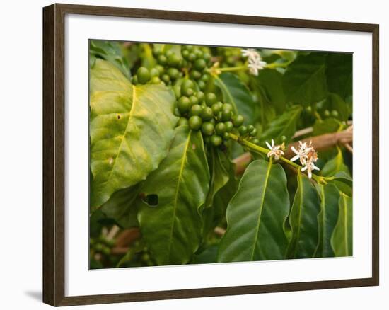 Greenwell Kona Coffee Farm, Big Island, Hawaii, USA-Inger Hogstrom-Framed Photographic Print