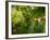 Greenwell Kona Coffee Farm, Big Island, Hawaii, USA-Inger Hogstrom-Framed Photographic Print