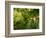 Greenwell Kona Coffee Farm, Big Island, Hawaii, USA-Inger Hogstrom-Framed Photographic Print