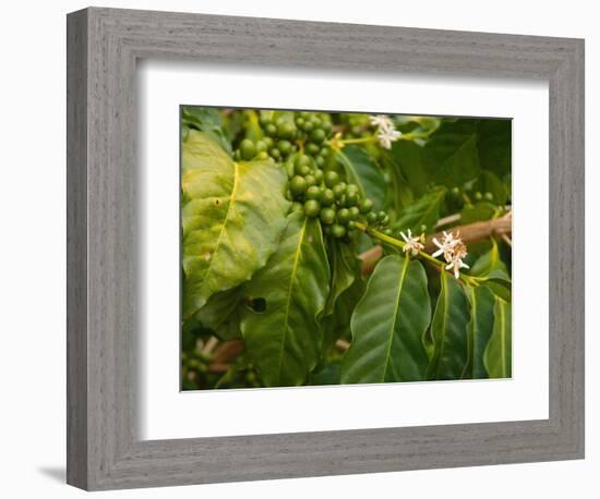 Greenwell Kona Coffee Farm, Big Island, Hawaii, USA-Inger Hogstrom-Framed Photographic Print