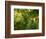 Greenwell Kona Coffee Farm, Big Island, Hawaii, USA-Inger Hogstrom-Framed Photographic Print