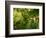 Greenwell Kona Coffee Farm, Big Island, Hawaii, USA-Inger Hogstrom-Framed Photographic Print