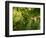 Greenwell Kona Coffee Farm, Big Island, Hawaii, USA-Inger Hogstrom-Framed Photographic Print