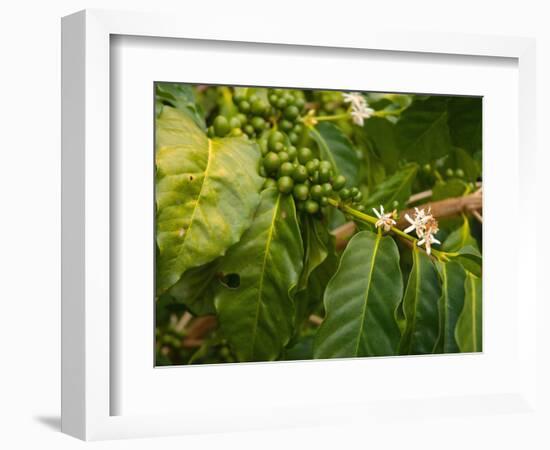 Greenwell Kona Coffee Farm, Big Island, Hawaii, USA-Inger Hogstrom-Framed Photographic Print