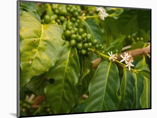 Greenwell Kona Coffee Farm, Big Island, Hawaii, USA-Inger Hogstrom-Mounted Photographic Print