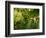 Greenwell Kona Coffee Farm, Big Island, Hawaii, USA-Inger Hogstrom-Framed Photographic Print