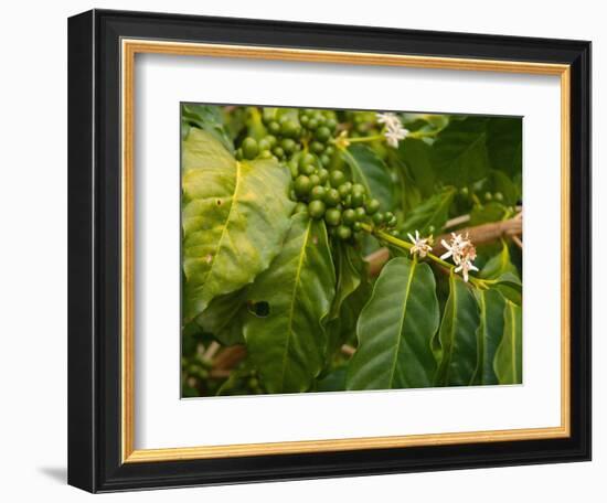 Greenwell Kona Coffee Farm, Big Island, Hawaii, USA-Inger Hogstrom-Framed Photographic Print