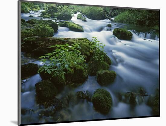 Greer Spring, Ozark National Scenic Riverways, Missouri, USA-Charles Gurche-Mounted Photographic Print