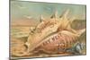 Greetings from Key West, Conch Shell-null-Mounted Art Print