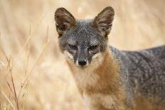 Island Fox Hunting in the Late Afternoon on the Channel Islands, California-Greg Boreham-Photographic Print