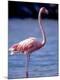 Premium Photographic Print