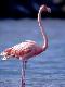 Premium Photographic Print