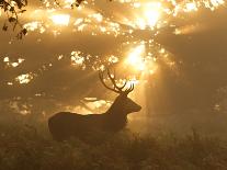 Ghost of the Forest-Greg Morgan-Framed Premier Image Canvas