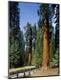 Premium Photographic Print