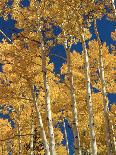 Golden Colored Aspen Trees, Coconino National Forest, Arizona-Greg Probst-Photographic Print