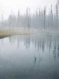 Lodge Pole Pines Along Fire Hole Lake, Yellowstone NP, Wyoming-Greg Probst-Photographic Print