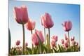Photographic Print