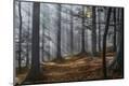 Premium Photographic Print