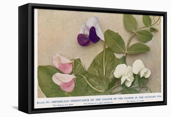 Gregor Johann Mendel Austrian Botanist-A.d. Darleishire-Framed Premier Image Canvas