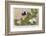 Gregor Johann Mendel Austrian Botanist-A.d. Darleishire-Framed Photographic Print