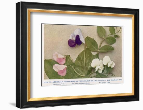 Gregor Johann Mendel Austrian Botanist-A.d. Darleishire-Framed Photographic Print