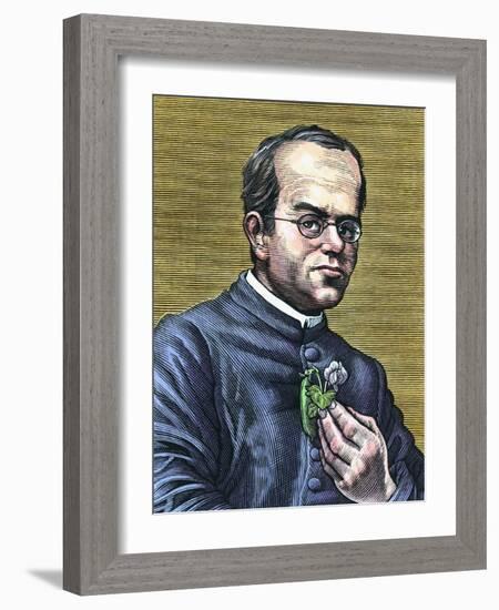 Gregor Mendel, Austrian Botanist-Bill Sanderson-Framed Photographic Print
