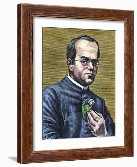 Gregor Mendel, Austrian Botanist-Bill Sanderson-Framed Photographic Print