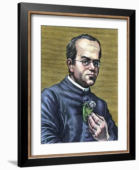 Gregor Mendel, Austrian Botanist-Bill Sanderson-Framed Photographic Print